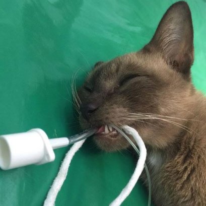 “การฉีดยาคุม กับแมวคลอดไม่ออก บอกต่อเล่าสู่กันฟัง”